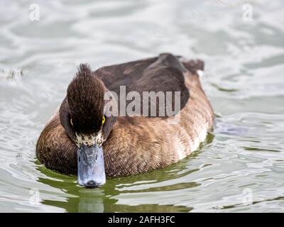 Wunderschöne, atemberaubende Mallard-Ente, die mitten im Hotel hängt Der See Stockfoto