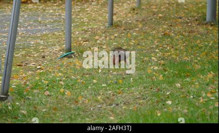 Cute Eichhörnchen spielen auf dem Feld mit gefallenen gelb bedeckt Blätter im Herbst Stockfoto