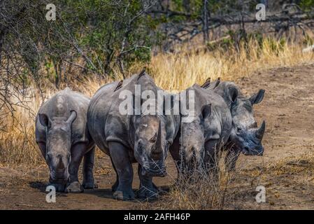 Vier White Rhino Linie stets Stockfoto