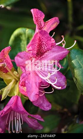 Nahaufnahme von rosa Sterngucker Lilien in einem Garten umgeben von Grün mit verschwommenem Hintergrund Stockfoto