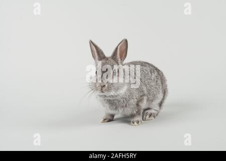 Cute alert grau Kaninchen mit Blick auf die Kamera auf grauem Hintergrund Stockfoto