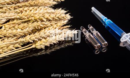 Eine Spritze mit einer chemischen Substanz und Ampullen liegen auf einem Tisch mit Ohren von Weizen. Weizen und Korn Tests für GVO. Gentechnisch veränderten Lebensmitteln. Der ha Stockfoto