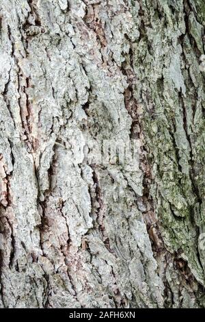 Larix kaempferi Japanische Lärche Baumrinde Textur Stockfoto