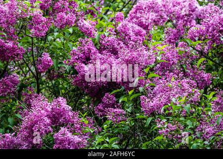 Lila Flieder Syringa x chinensis Bush Bush lila Garten Stockfoto