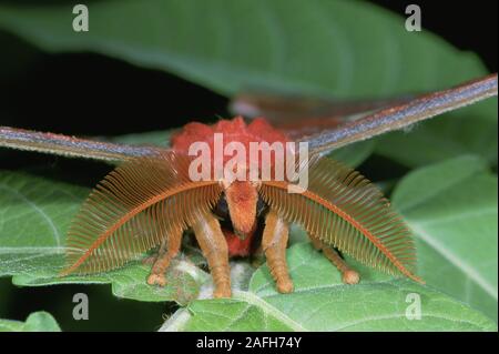 Atlas Moth (Attacus Atlas) Makro Foto detail Der unglaubliche gefiederten Antenne eines männlichen. Stockfoto