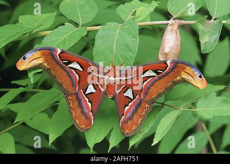 Atlas Moth (Attacus Atlas) neu entstandenen männlichen mit Cocoon auf - von - Himmel. Stockfoto