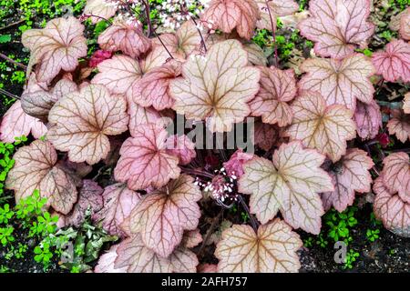 Heuchera „Georgia Peach“ Heuchera hinterlässt hellere Farbe in voller Sonne Klumpen bilden dekorative Pflanze Garten Korallenglocken Alumroot Heucheras Alaun Wurzel Stockfoto