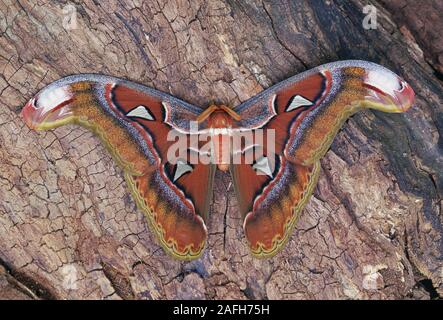 Atlas Moth (Attacus Atlas) Männliche ruht auf lang. Stockfoto