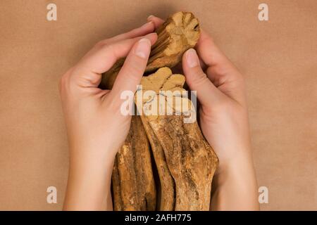 Ayahuasca banisteriopsis caapi Holz in weibliche Hände. Traditionelle psychedelic visionery Brauen. Entheogen Stockfoto