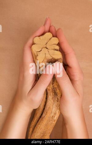 Ayahuasca banisteriopsis caapi Holz in weibliche Hände. Traditionelle psychedelic visionery Brauen. Entheogen Stockfoto