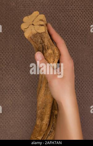 Ayahuasca banisteriopsis caapi Holz in weibliche Hände. Traditionelle psychedelic visionery Brauen. Entheogen Stockfoto