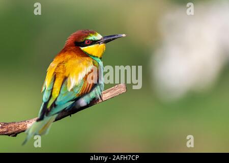 Bird of paradise mit Farbe Gefieder an einem Frühlingsmorgen Stockfoto