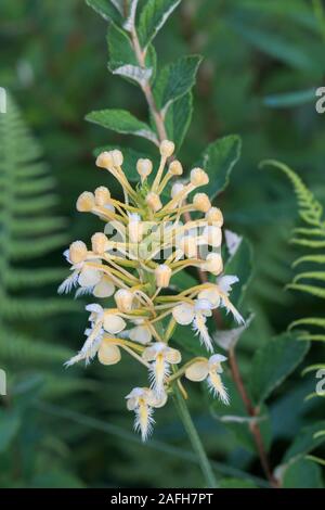 Bicolor Bog Orchid (Platanthera x bicolor) Eine natürlich vorkommende Hybride zwischen S. und S. blephariglottis Ciliaris. Pennsylvania, Sommer. Stockfoto