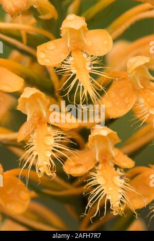 Gelb gesäumten Orchideen (platanthera Ciliaris) Makro Foto zeigt Details der einzelnen Blume (s). Blühen in Sphagnum in sauren sickern. Pennsylvania, Stockfoto