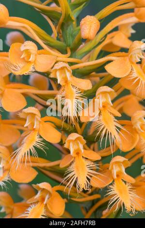 Gelb gesäumten Orchideen (platanthera Ciliaris) Makro Foto zeigt Details der einzelnen Blume (s). Blühen in Sphagnum in sauren sickern. Pennsylvania, Stockfoto