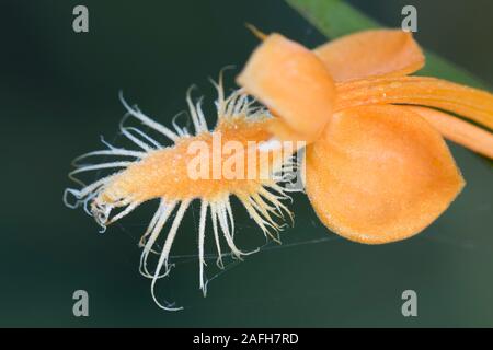 Gelb gesäumten Orchideen (platanthera Ciliaris) Makro Foto zeigt Details der einzelnen Blume (s). Blühen in Sphagnum in sauren sickern. Pennsylvania, Stockfoto