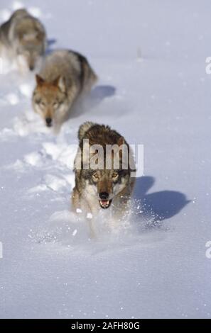 Graue Wölfe läuft, Schnee, gefrorenen See im Winter. Stockfoto