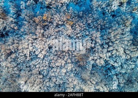 Luftaufnahme von gefrorenen Wald von Kiefern und Tannen in die Berge. Stockfoto