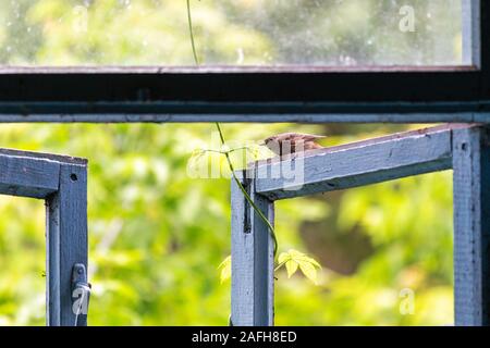 Kleiner Vogel schaut aus dem Fenster eines verlassenen Hauses Stockfoto