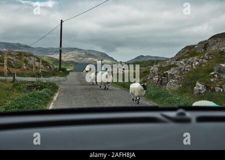 Schafe, die auf einer einspurigen Straße durch die Windschutzscheibe, die Insel Lewis und Harris, Die Äußeren Hebriden, Schottland, spazieren gehen Stockfoto