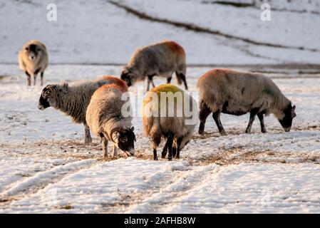 Schafe im Schnee in der Nähe von deepdale in den Yorkshire Dales National Park. Stockfoto