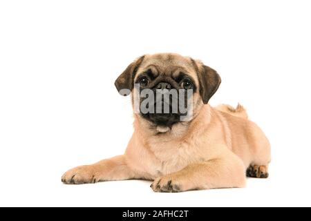 Nette junge Mops Hund auf dem Boden liegend in die Kamera schaut auf weißem Hintergrund Stockfoto