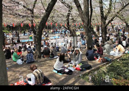 TOKYO, Japan - 12. APRIL 2012: Leute genießen hanami Picknicks in Ueno Park, Tokyo. Hanami ist die traditionelle Feier der Kirschblüten im Frühling. Stockfoto