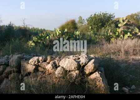 Sabre Kaktus Landschaft Stockfoto