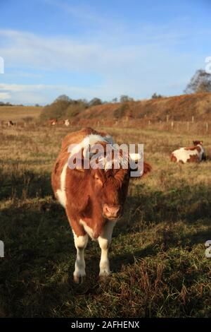 Ein Shetland Kuh im Sonnenschein, Worcestershire, Großbritannien. Stockfoto