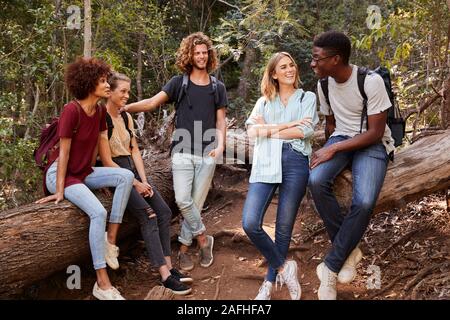 Junge Erwachsene Freunde wandern im Wald auf einem Baum und sprechen, volle Länge Stockfoto