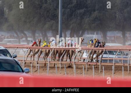 'Ras Al Khaimah, Ras Al Khaimah/Vereinigte Arabische Emirate - 12/14/2019: Gruppe von kamelen Racing auf der Sandpiste im Nahen Osten mit Autos racing Besi Stockfoto