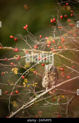 Eurasian scops Owl (Otus scops scops) - kleine Eule auf einem Ast im herbstlichen Wald Stockfoto