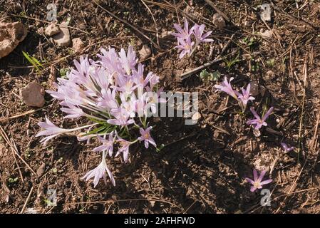 Wild Crocus Blume Stockfoto