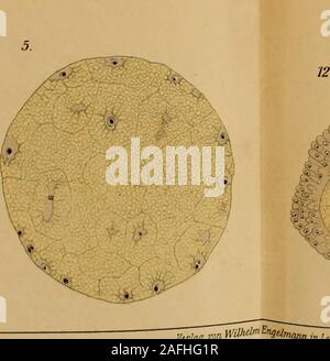 . Zeitschrift für wissenschaftliche Zoologie. ^ • j V.;®*,-j1^öv.-^?^®. onWiV&gt; t^^ lnuan n Leipzig, Lith Amt. y. Jokamts Arriit. Jena.. Zeitsckriü f. Wi". Zoologie Bd. 1, Bl. CIL TaF., XXXI. 13. -^ Stockfoto