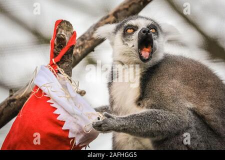 London 16. Dez 2019. Yum! Den Ring des Zoo Kattas im Aktion melden Sie mit Ihren eigenen hängen Strümpfe, mit einer Auswahl an vegetarischen Zutaten gefüllt. Kattas (Lemur catta) werden als durch Verlust von Lebensraum, auf der Jagd nach Fleisch und den exotischen Haustieren Handel gefährdet. Sie sind beheimatet in Madagaskar. Der Countdown bis Weihnachten hat an ZSL London Zoo begonnen, als Zoowärter besetzt saisonale Überraschungen für die Bewohner der Zoo. In Tiger, Sumatra Tiger Asim stürzt sich auf hell eingepackten Geschenke mit seinem Liebling der Türkei Flügel gefüllt. Credit: Imageplotter/Alamy leben Nachrichten Stockfoto