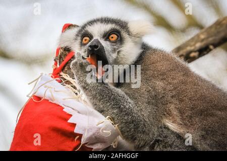 London 16. Dez 2019. Den Ring des Zoo Kattas im Aktion melden Sie mit Ihren eigenen hängen Strümpfe, mit einer Auswahl an vegetarischen Zutaten gefüllt. Kattas (Lemur catta) werden als durch Verlust von Lebensraum, auf der Jagd nach Fleisch und den exotischen Haustieren Handel gefährdet. Sie sind beheimatet in Madagaskar. Der Countdown bis Weihnachten hat an ZSL London Zoo begonnen, als Zoowärter besetzt saisonale Überraschungen für die Bewohner der Zoo. In Tiger, Sumatra Tiger Asim stürzt sich auf hell eingepackten Geschenke mit seinem Liebling der Türkei Flügel gefüllt. Credit: Imageplotter/Alamy leben Nachrichten Stockfoto