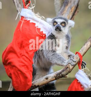 London 16. Dez 2019. Den Ring des Zoo Kattas im Aktion melden Sie mit Ihren eigenen hängen Strümpfe, mit einer Auswahl an vegetarischen Zutaten gefüllt. Kattas (Lemur catta) werden als durch Verlust von Lebensraum, auf der Jagd nach Fleisch und den exotischen Haustieren Handel gefährdet. Sie sind beheimatet in Madagaskar. Der Countdown bis Weihnachten hat an ZSL London Zoo begonnen, als Zoowärter besetzt saisonale Überraschungen für die Bewohner der Zoo. In Tiger, Sumatra Tiger Asim stürzt sich auf hell eingepackten Geschenke mit seinem Liebling der Türkei Flügel gefüllt. Credit: Imageplotter/Alamy leben Nachrichten Stockfoto