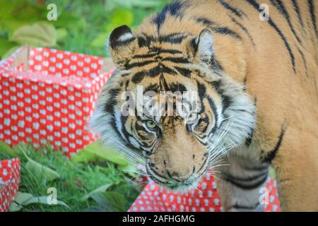 London 16. Dez 2019. In Tiger, Sumatra Tiger Asim stürzt sich auf hell eingepackten Geschenke mit seinem Liebling der Türkei Flügel gefüllt. Sumatra-tiger (Panthera tigris sumatrae) werden als kritisch in freier Wildbahn durch den Verlust von Lebensraum gefährdeter und Wilderei, mit weniger als 300 Links. Der Countdown bis Weihnachten hat an ZSL London Zoo begonnen, als Zoowärter besetzt saisonale Überraschungen für die Bewohner der Zoo. In Tiger, Sumatra Tiger Asim stürzt sich auf hell eingepackten Geschenke mit seinem Liebling der Türkei Flügel gefüllt. Credit: Imageplotter/Alamy leben Nachrichten Stockfoto