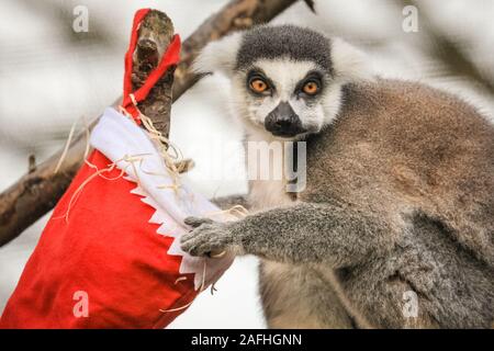 London 16. Dez 2019. Den Ring des Zoo Kattas im Aktion melden Sie mit Ihren eigenen hängen Strümpfe, mit einer Auswahl an vegetarischen Zutaten gefüllt. Kattas (Lemur catta) werden als durch Verlust von Lebensraum, auf der Jagd nach Fleisch und den exotischen Haustieren Handel gefährdet. Sie sind beheimatet in Madagaskar. Der Countdown bis Weihnachten hat an ZSL London Zoo begonnen, als Zoowärter besetzt saisonale Überraschungen für die Bewohner der Zoo. In Tiger, Sumatra Tiger Asim stürzt sich auf hell eingepackten Geschenke mit seinem Liebling der Türkei Flügel gefüllt. Credit: Imageplotter/Alamy leben Nachrichten Stockfoto