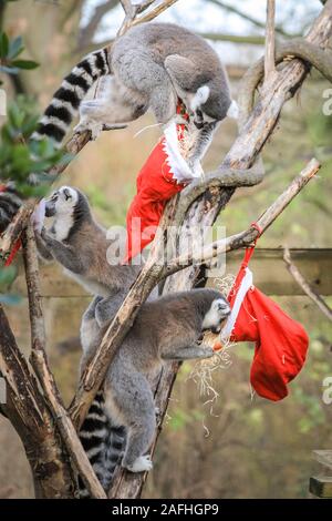 London 16. Dez 2019. Den Ring des Zoo Kattas im Aktion melden Sie mit Ihren eigenen hängen Strümpfe, mit einer Auswahl an vegetarischen Zutaten gefüllt. Kattas (Lemur catta) werden als durch Verlust von Lebensraum, auf der Jagd nach Fleisch und den exotischen Haustieren Handel gefährdet. Sie sind beheimatet in Madagaskar. Der Countdown bis Weihnachten hat an ZSL London Zoo begonnen, als Zoowärter besetzt saisonale Überraschungen für die Bewohner der Zoo. In Tiger, Sumatra Tiger Asim stürzt sich auf hell eingepackten Geschenke mit seinem Liebling der Türkei Flügel gefüllt. Credit: Imageplotter/Alamy leben Nachrichten Stockfoto