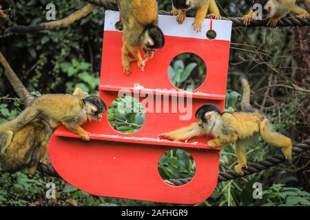 London 16. Dez 2019. Spitzbübisch Truppe der Zoo der Bolivianischen Black-capped Totenkopfäffchen finden ein neues Weihnachten Klettergerüst unter den Bäumen in Ihrem Haus, wie ein Strumpf und dekoriert mit essbaren Geschenke geprägt. Black-capped Totenkopfäffchen (Saimiri Boliviensis) sind gut zu klettern und haben das größte Gehirn zu Körpergröße Verhältnis aller Primaten angepasst. Sie sind beheimatet in Madagaskar. Der Countdown bis Weihnachten hat an ZSL London Zoo begonnen, als Zoowärter besetzt saisonale Überraschungen für die Bewohner der Zoo. Credit: Imageplotter/Alamy leben Nachrichten Stockfoto