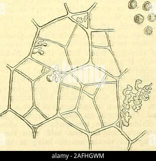 . Die Gärtner' Chronik und Landwirtschaftliche Zeitung. iallythe Hüllblätter, werden enorm Geschwollen unter theattacks dieser Krankheit, und die Eierstöcke, Eizellen, andmale Blüten sind nicht befreit. Acase bonafocs Datensätze, in dem sogar die Filiform Blütenstempel swollento die Dicke einer Weizen Stiel waren. Die betroffenen Teile sind auf den ersten weiß oder getönt withred, glatt, und saftig; der zellulären Gewebe becomesgreatly zugenommen, und ist bald traversedby Dunkle unregelmäßige strahlende Linien, bestehend ofmycelium und Sporen in verschiedenen Stadien der Entwicklung. Die Struktur ist in diesem Zustand leicht madeout, die Stockfoto