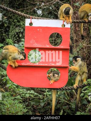 London 16. Dez 2019. Spitzbübisch Truppe der Zoo der Bolivianischen Black-capped Totenkopfäffchen finden ein neues Weihnachten Klettergerüst unter den Bäumen in Ihrem Haus, wie ein Strumpf und dekoriert mit essbaren Geschenke geprägt. Black-capped Totenkopfäffchen (Saimiri Boliviensis) sind gut zu klettern und haben das größte Gehirn zu Körpergröße Verhältnis aller Primaten angepasst. Sie sind beheimatet in Madagaskar. Der Countdown bis Weihnachten hat an ZSL London Zoo begonnen, als Zoowärter besetzt saisonale Überraschungen für die Bewohner der Zoo. Credit: Imageplotter/Alamy leben Nachrichten Stockfoto