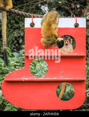 London 16. Dez 2019. Spitzbübisch Truppe der Zoo der Bolivianischen Black-capped Totenkopfäffchen finden ein neues Weihnachten Klettergerüst unter den Bäumen in Ihrem Haus, wie ein Strumpf und dekoriert mit essbaren Geschenke geprägt. Black-capped Totenkopfäffchen (Saimiri Boliviensis) sind gut zu klettern und haben das größte Gehirn zu Körpergröße Verhältnis aller Primaten angepasst. Sie sind beheimatet in Madagaskar. Der Countdown bis Weihnachten hat an ZSL London Zoo begonnen, als Zoowärter besetzt saisonale Überraschungen für die Bewohner der Zoo. Credit: Imageplotter/Alamy leben Nachrichten Stockfoto