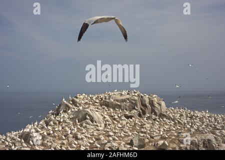 Eine nördliche Gannett fliegt über die Kolonie auf große Saltee, Irland Stockfoto