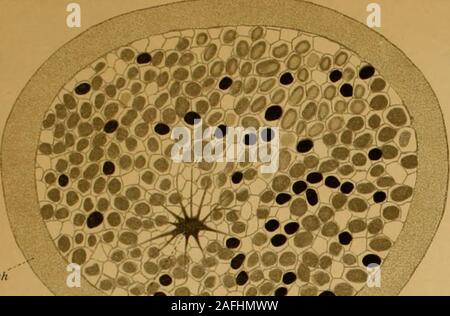 . Zeitschrift für wissenschaftliche Zoologie. S. Reupsck gez. Verlag Leipzig. lUh ÄnstvJoharvus ArndtJma. ZeitschrUl f. wiss. Zoohgie Bd. 1, Bl. CIL Tat: XVI. ?? • Si&gt; W10. Tl. O iK, Stockfoto