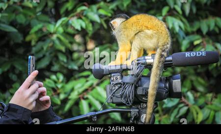 London 16. Dez 2019. Spitzbübisch Truppe der Zoo der Bolivianischen Black-capped Totenkopfäffchen nehmen Sie ein großes Interesse an dem video kamera Ausrüstung eines Journalisten Dreharbeiten bei einem Fotoshooting im ZSL London Zoo. Black-capped Totenkopfäffchen (Saimiri Boliviensis) sind gut zu klettern und haben das größte Gehirn zu Körpergröße Verhältnis aller Primaten angepasst. Sie sind beheimatet in Madagaskar. Credit: Imageplotter/Alamy leben Nachrichten Stockfoto