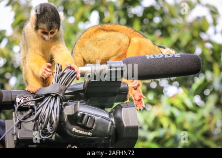 London 16. Dez 2019. Spitzbübisch Truppe der Zoo der Bolivianischen Black-capped Totenkopfäffchen nehmen Sie ein großes Interesse an dem video kamera Ausrüstung eines Journalisten Dreharbeiten bei einem Fotoshooting im ZSL London Zoo. Black-capped Totenkopfäffchen (Saimiri Boliviensis) sind gut zu klettern und haben das größte Gehirn zu Körpergröße Verhältnis aller Primaten angepasst. Sie sind beheimatet in Madagaskar. Credit: Imageplotter/Alamy leben Nachrichten Stockfoto