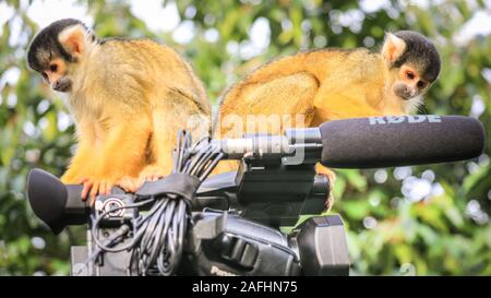 London 16. Dez 2019. Spitzbübisch Truppe der Zoo der Bolivianischen Black-capped Totenkopfäffchen nehmen Sie ein großes Interesse an dem video kamera Ausrüstung eines Journalisten Dreharbeiten bei einem Fotoshooting im ZSL London Zoo. Black-capped Totenkopfäffchen (Saimiri Boliviensis) sind gut zu klettern und haben das größte Gehirn zu Körpergröße Verhältnis aller Primaten angepasst. Sie sind beheimatet in Madagaskar. Credit: Imageplotter/Alamy leben Nachrichten Stockfoto