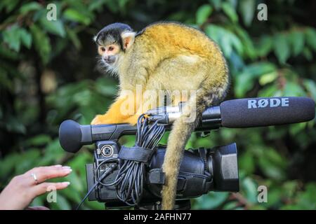 London 16. Dez 2019. Spitzbübisch Truppe der Zoo der Bolivianischen Black-capped Totenkopfäffchen nehmen Sie ein großes Interesse an dem video kamera Ausrüstung eines Journalisten Dreharbeiten bei einem Fotoshooting im ZSL London Zoo. Black-capped Totenkopfäffchen (Saimiri Boliviensis) sind gut zu klettern und haben das größte Gehirn zu Körpergröße Verhältnis aller Primaten angepasst. Sie sind beheimatet in Madagaskar. Credit: Imageplotter/Alamy leben Nachrichten Stockfoto